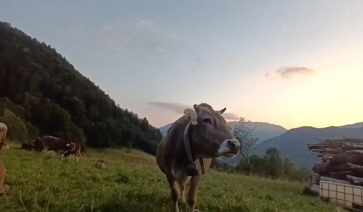 Mucca Vacca al tramonto segonasso