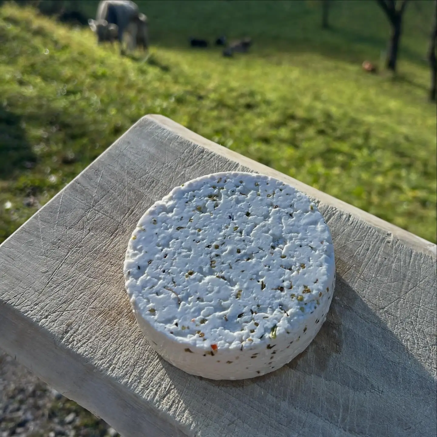 formagella classica con origano