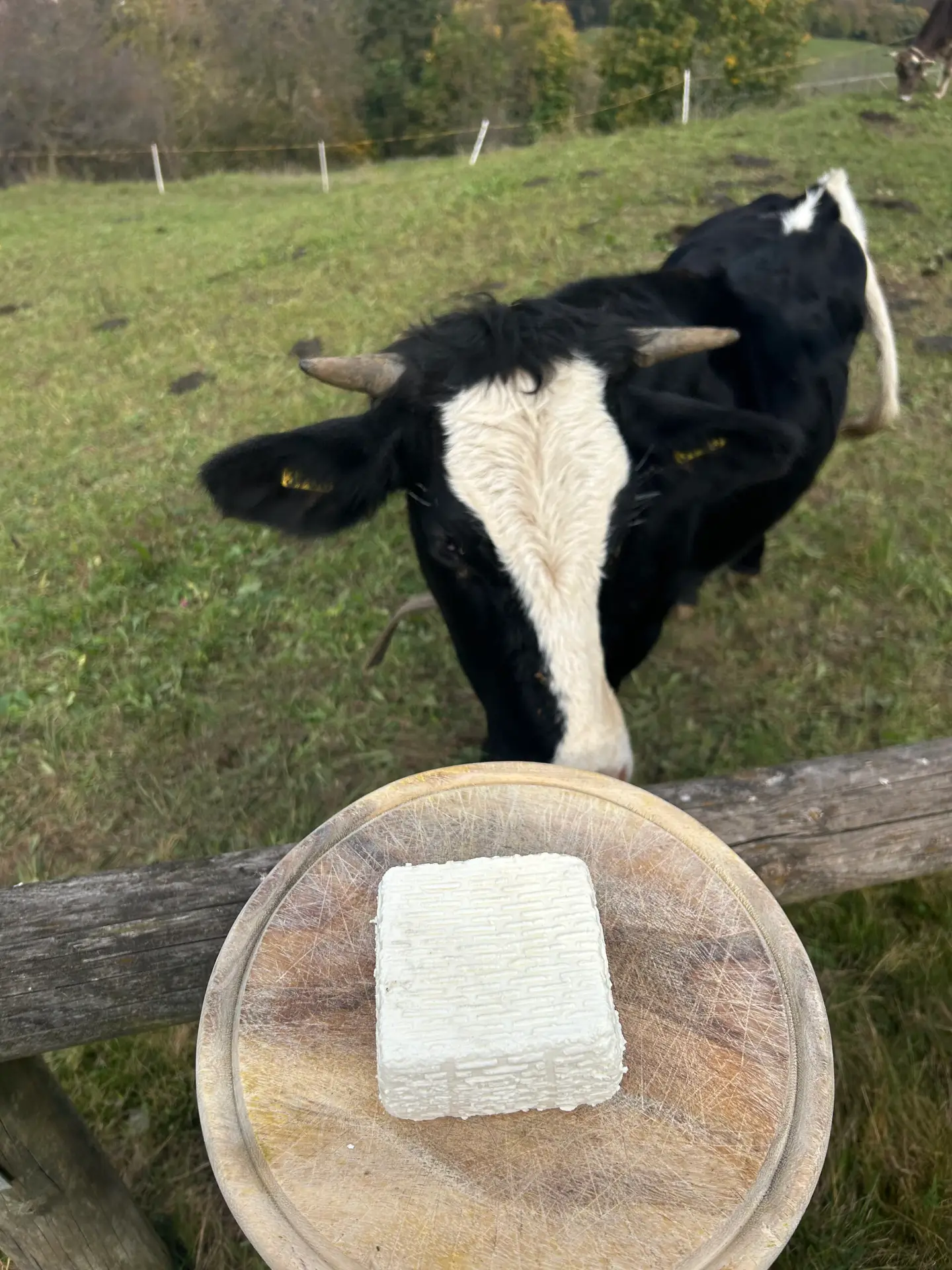 Formagella fresca primo sale