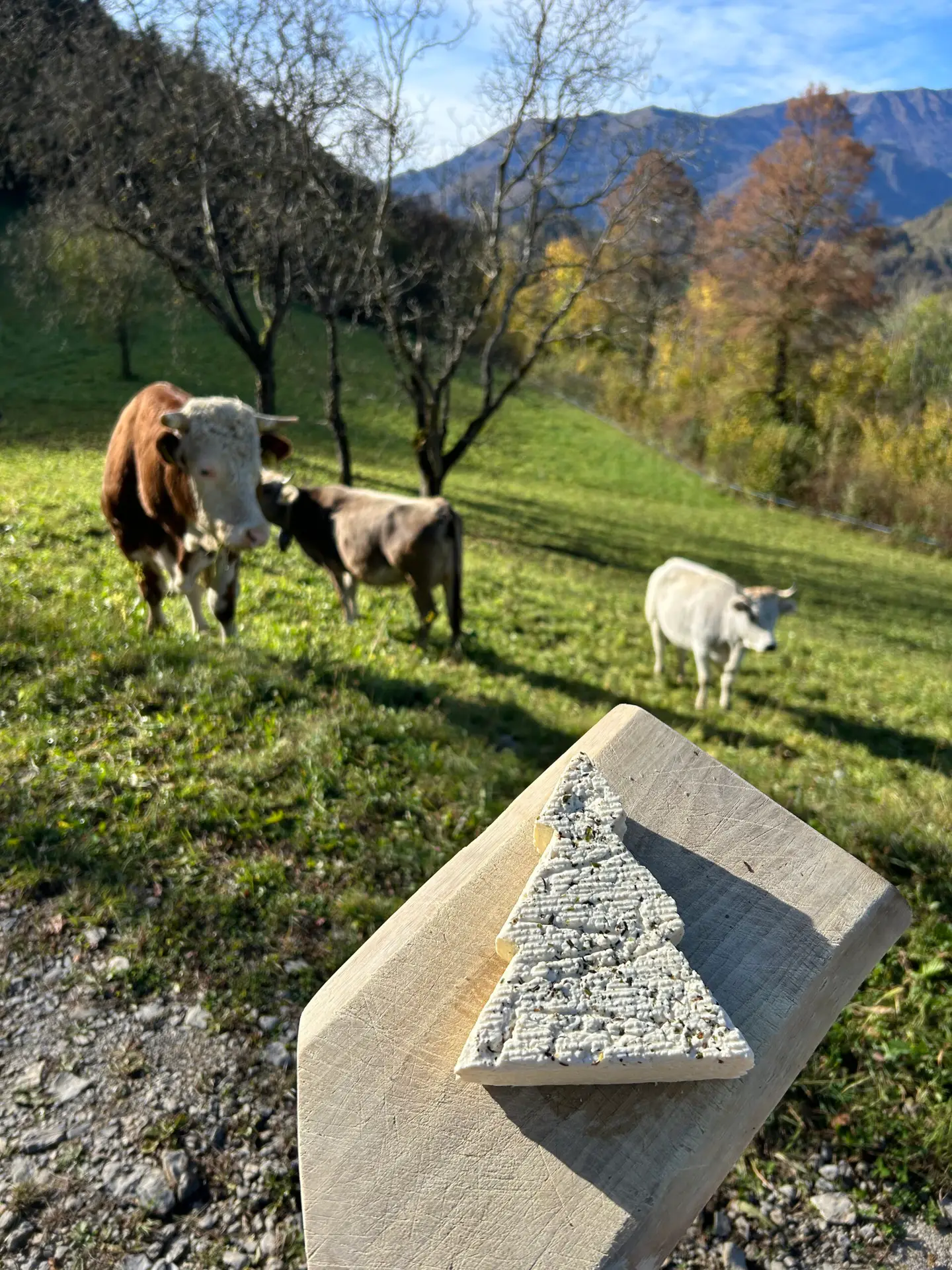 formagella classica con erbe a forma di albero