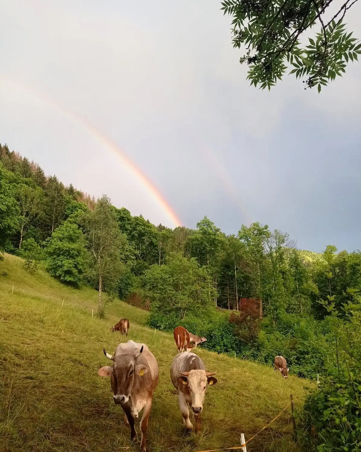 Mucche vacche al pascolo con arcobaleno